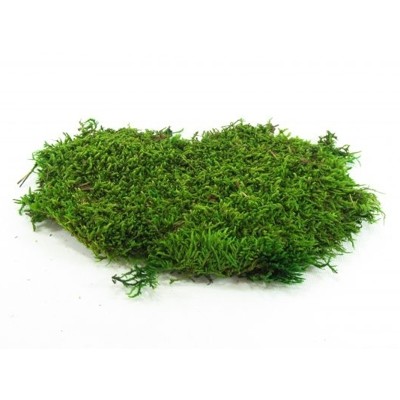 Stabilizovaný mach Flat moss 500g - 3ks